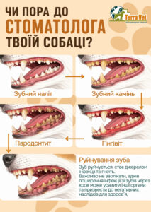 Чи пора до стоматолога твоїй собаці?