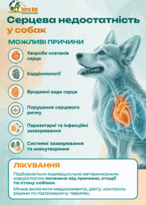 Серцева недостатність у собак. Що за цим криється?