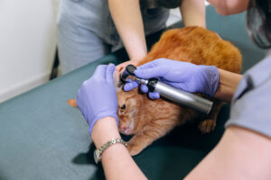 Полипы в ушах у котов 