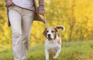 Бабезии Бабезії, де і як можна підхопити