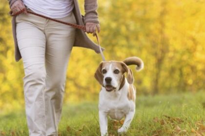 Бабезії, де і як можна підхопити