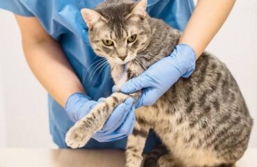 Перелом лапи у кота. Як і де лікувати? Перелом лапи у кота. Як і де лікувати?