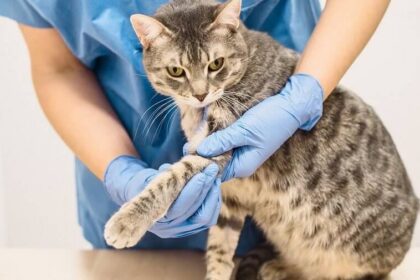 Перелом лапи у кота. Як і де лікувати?
