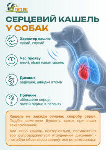 Сердечный кашель у собак
