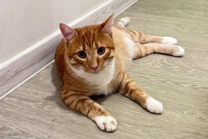 Вакцинація котів. Чи потрібно щепити домашню кішку?