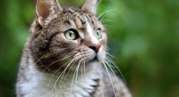 Видалення каміння з сечового міхура у котів