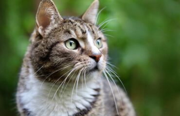 Видалення каміння з сечового міхура у котів