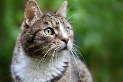 Видалення каміння з сечового міхура у котів