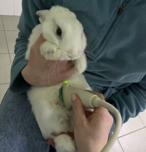 УЗД тваринам. Чому важлива така діагностика?