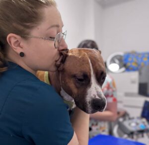 Ветеринарний центр: на що звернути увагу при виборі