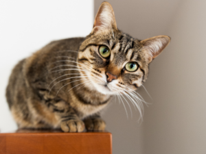 Кастрація та стерилізація тварин. Проведення та відновлення