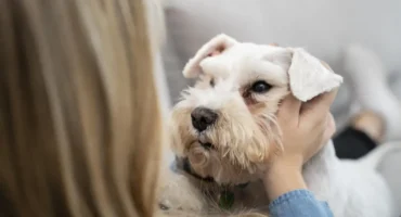 Доброякісні новоутворення шкіри у собак