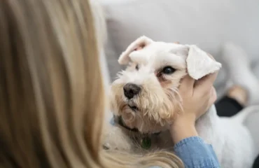 Доброякісні новоутворення шкіри у собак Доброякісні новоутворення шкіри у собак