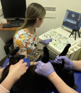 УЗД тваринам. Чому важлива така діагностика?