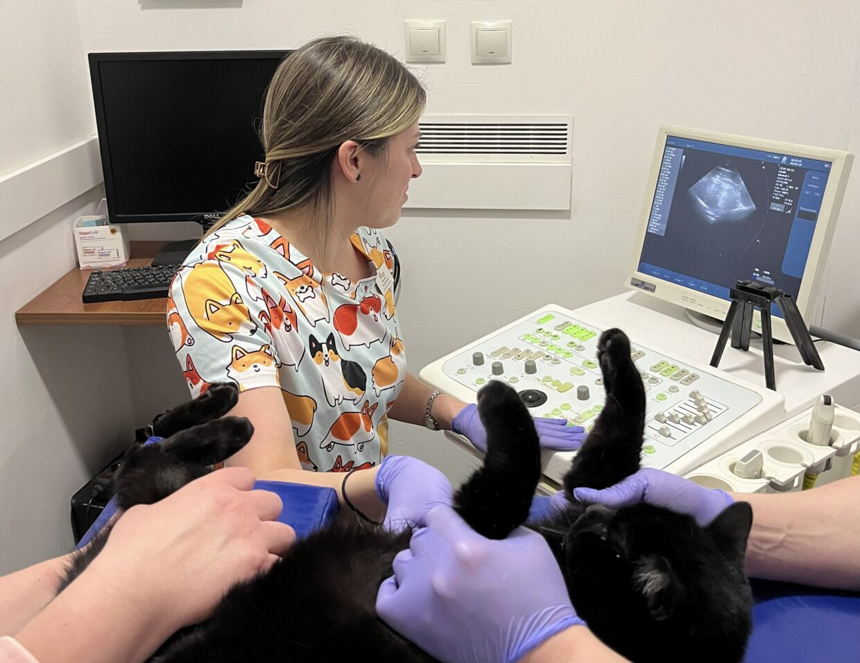 УЗД тваринам. Чому важлива така діагностика?