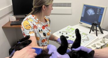 УЗД тваринам. Чому важлива така діагностика?