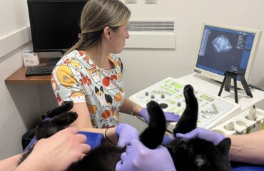 УЗИ животным УЗД тваринам. Чому важлива така діагностика?