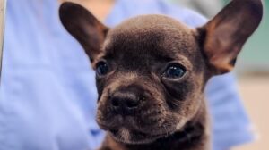 Доброякісні новоутворення шкіри у собак