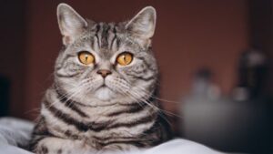 Кастрація крипторхів: складні випадки у ветеринарії
