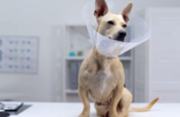 Стерилізація та кастрація тварин. Коротко про головне