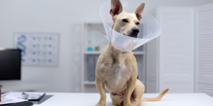 Стерилізація та кастрація тварин. Коротко про головне