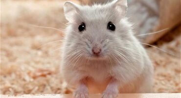 Хом'яки. Умови утримання і захворювання