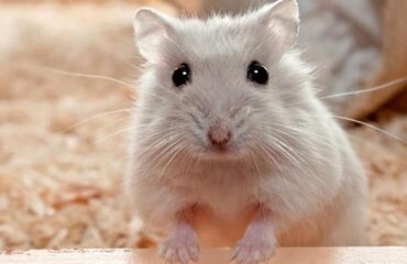 Хомяки. Условия содержания и заболевания Хом'яки. Умови утримання і захворювання