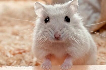 Хом'яки. Умови утримання і захворювання