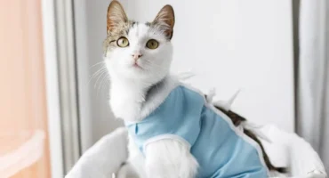 Стерилізація та кастрація тварин. Коротко про головне