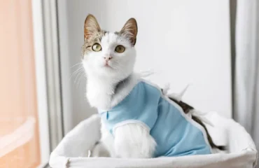 17 Стерилізація та кастрація тварин. Коротко про головне