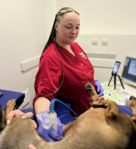 УЗД тваринам. Чому важлива така діагностика?