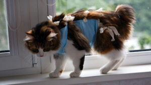 Кастрація та стерилізація тварин. Проведення та відновлення