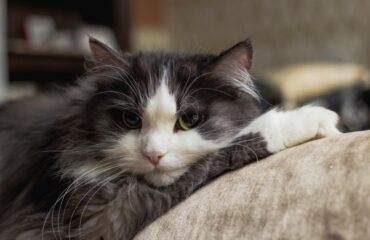 Кастрація та стерилізація тварин. Проведення та відновлення Кастрація та стерилізація тварин. Проведення та відновлення