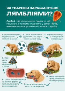 Як тварини заражаються лямбліями?