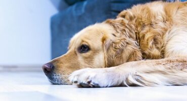 Диарея, рвота у собак или кошек: о каких заболеваниях это может свидетельствовать