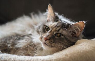 панкреатит у кошек