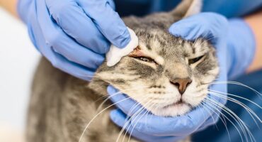 Ринотрахеїт у котів