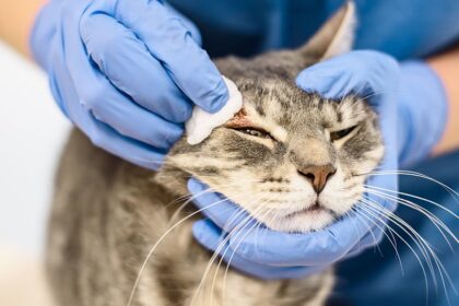 Ринотрахеїт у котів
