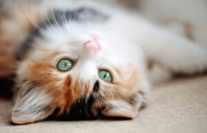 Самые распространенные болезни глаз у кошек