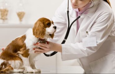 Когда нужна неотложная ветеринарная помощь?