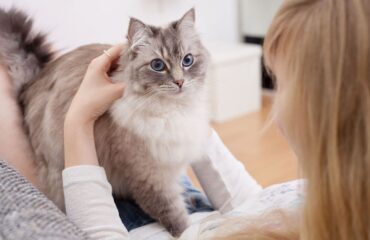 Чувствительная кожа и дерматит у кошек