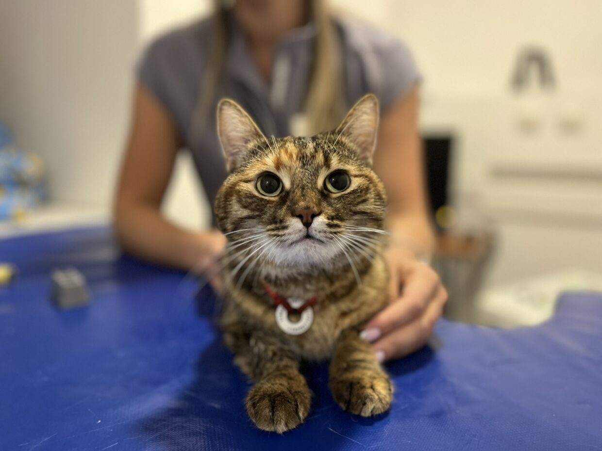 Гастроэнтерологические болезни: когда у животных болит живот