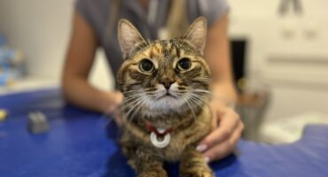 Гастроэнтерологические болезни: когда у животных болит живот