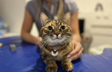 Гастроэнтерологические болезни: когда у животных болит живот