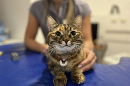 Гастроэнтерологические болезни: когда у животных болит живот