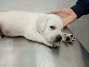 Диарея, рвота у собак или кошек: о каких заболеваниях это может свидетельствовать