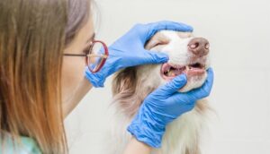 Пародонтит у собак. Як лікувати?