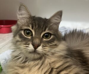 Ортопедія. Переломи кінцівок