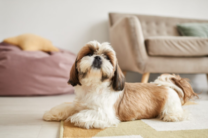 Хвороби ши-тцу: найпоширеніші проблеми породи та на що звертати увагу власнику