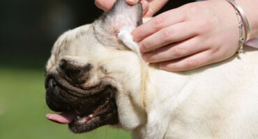 Червоні вуха у собак: причини та що робити